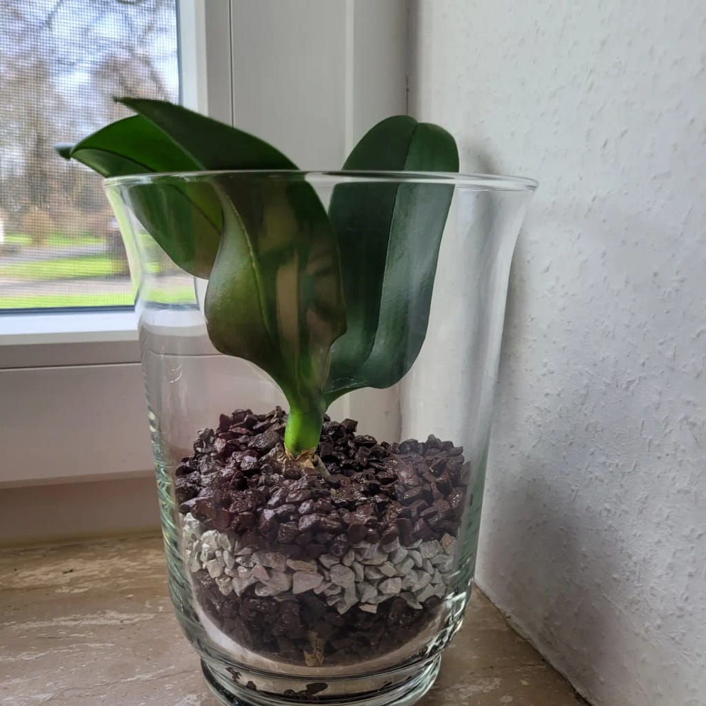 #5 Erfahrung über Colomi 2 IMG_20230113_134622_076