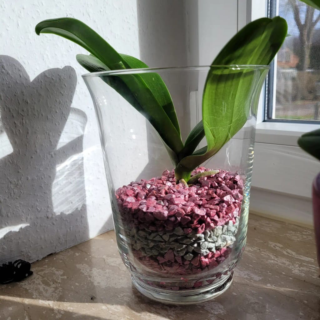 #5 Erfahrung über Colomi 4 IMG_20230113_134622_119