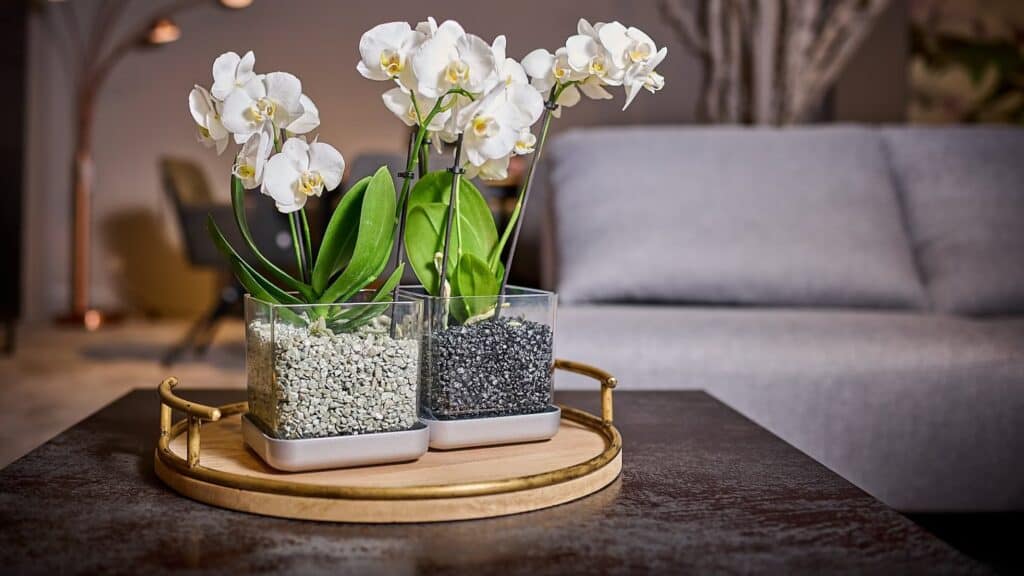 Colomi Orchid Care – Wenn Orchideenpflege erwachsen wird 2 20230525ColomiMineralis24545.NEF.p