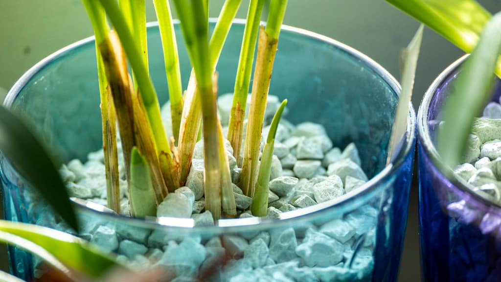 Masdevallia 9 Masdevallia in Colomi 1