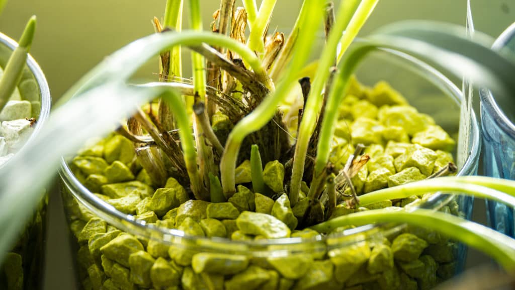 Masdevallia 8 Masdevallia in Colomi 2.jpg