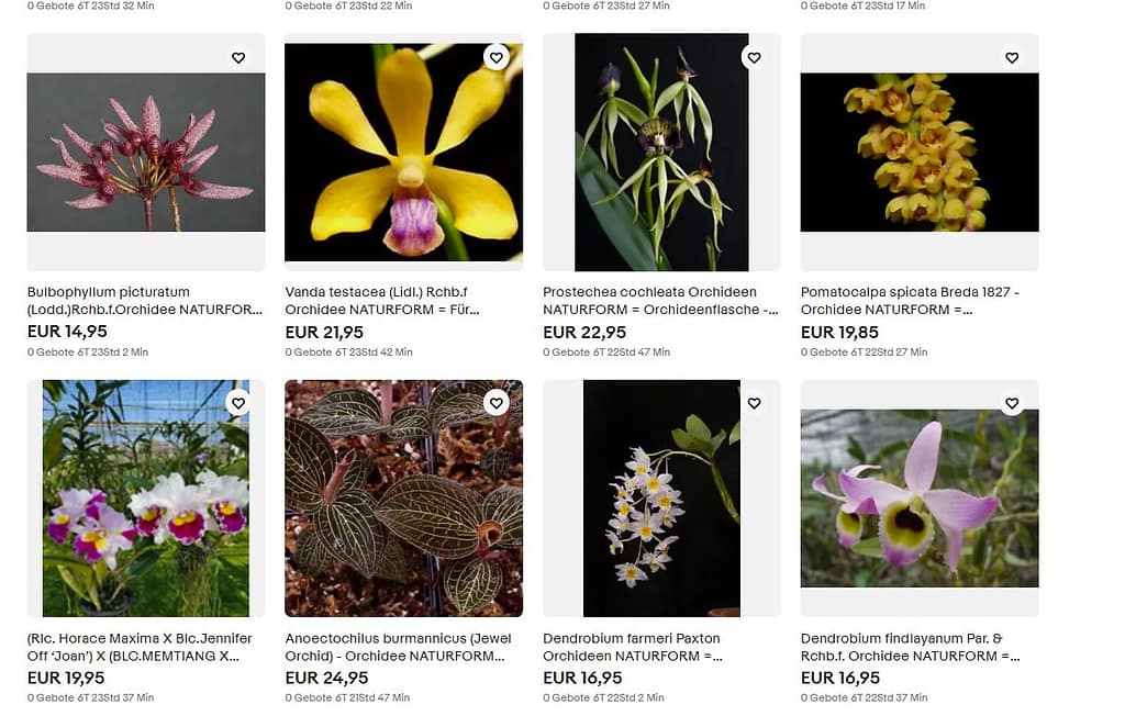 Orchideen Jungpflanzen in Flaschen 2 orchid_babies2