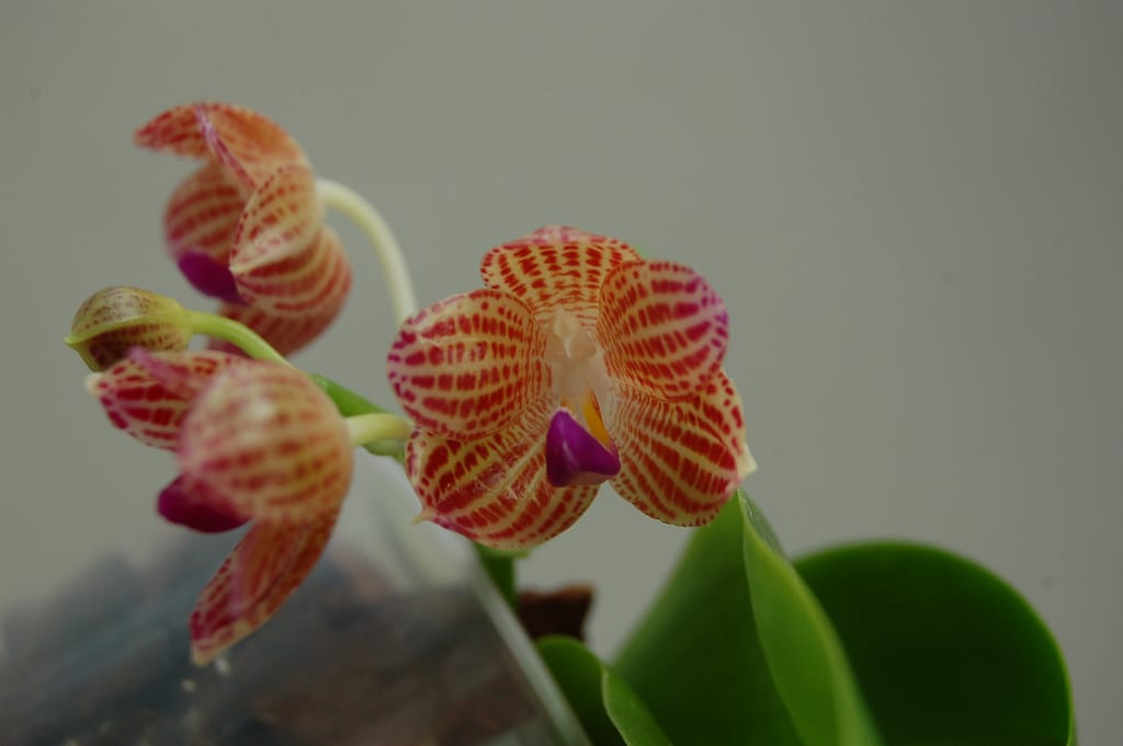 Phalaenopsis Lung Ching's Baby 3 phalaenopsis javanica