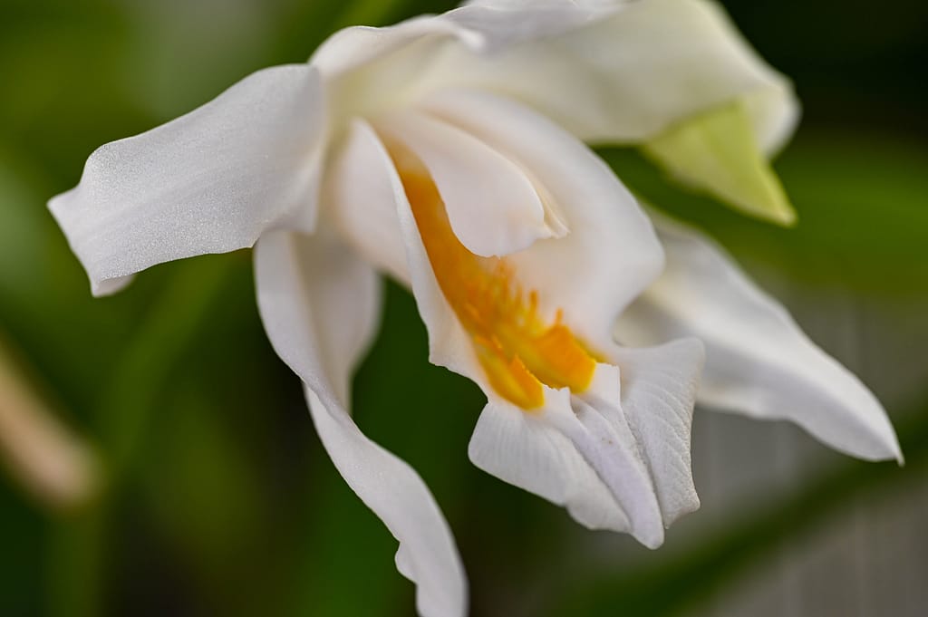 Coelogyne cristata 15 Dsc 0012