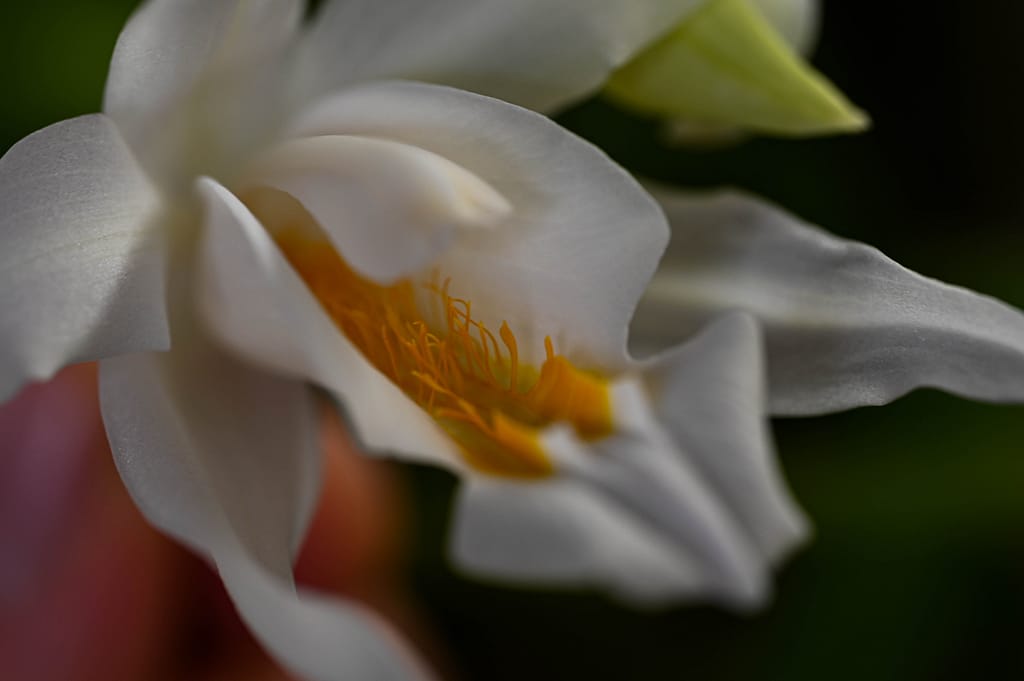 Coelogyne cristata 14 Dsc 0014