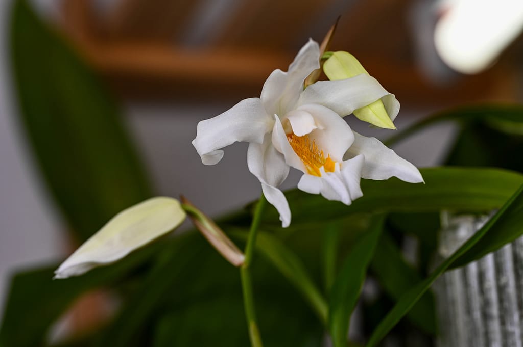 Coelogyne cristata 10 Dsc 0034
