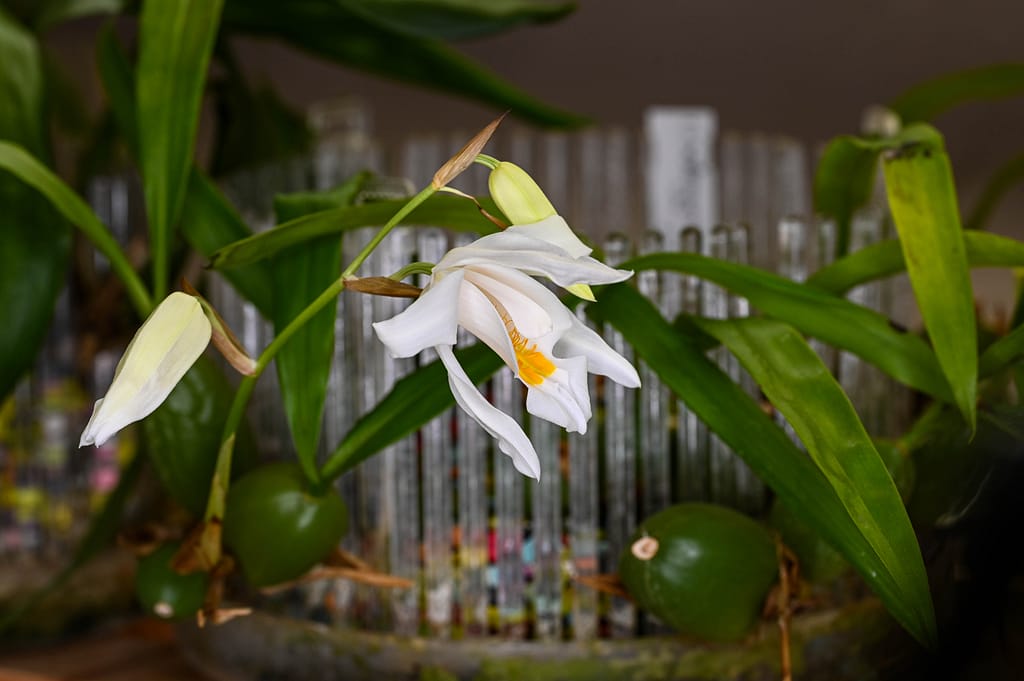 Coelogyne cristata 16 Dsc 0039