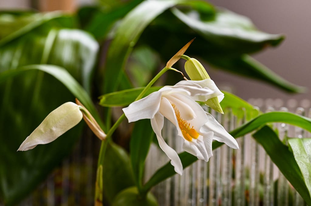 Coelogyne cristata 11 Dsc 0047