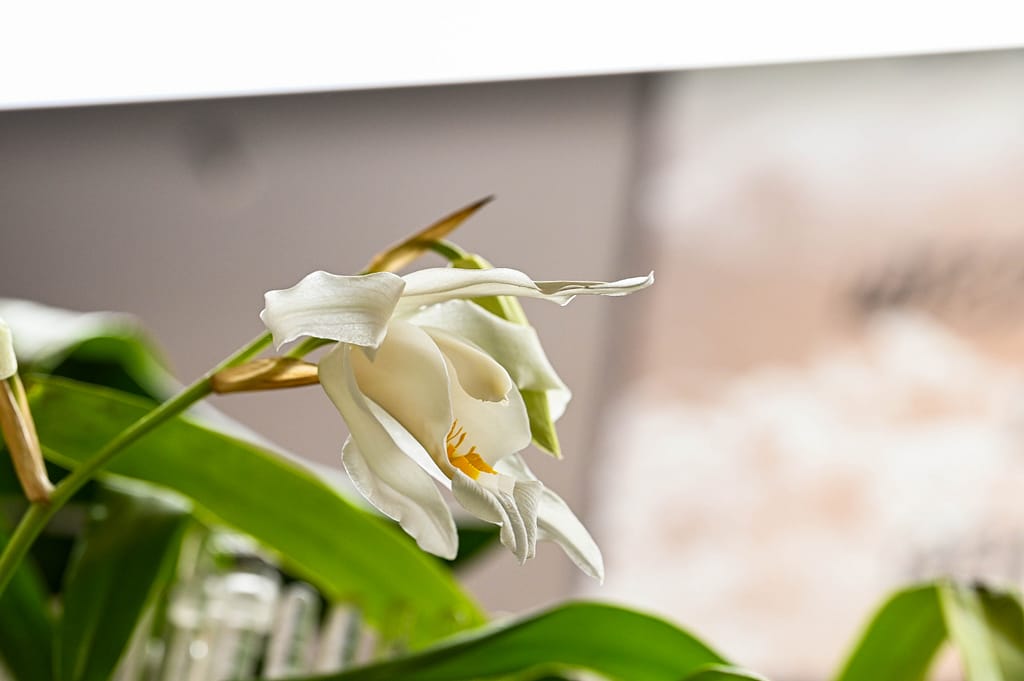 Coelogyne cristata 8 Dsc 0056