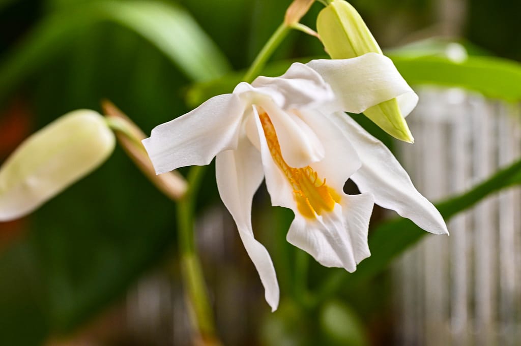 Coelogyne cristata 9 Dsc 0060