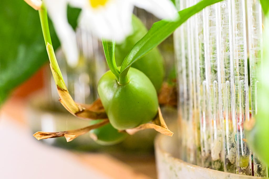Coelogyne cristata 6 Dsc 0073