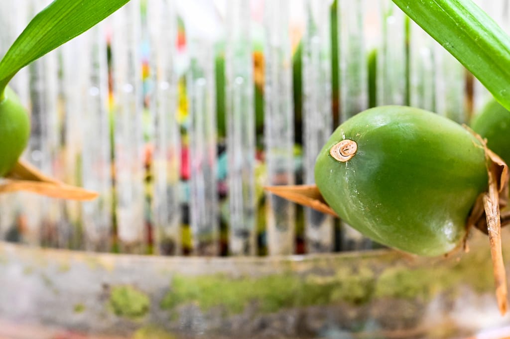 Coelogyne cristata 7 Dsc 0076
