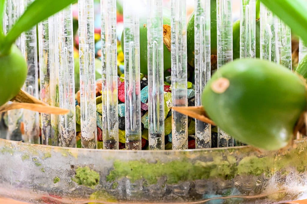 Coelogyne cristata 4 Dsc 0079