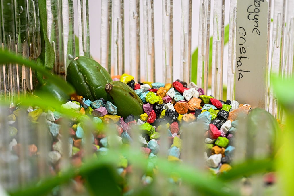 Coelogyne cristata 5 Dsc 0080