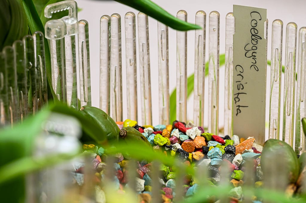 Coelogyne cristata 3 Dsc 0083