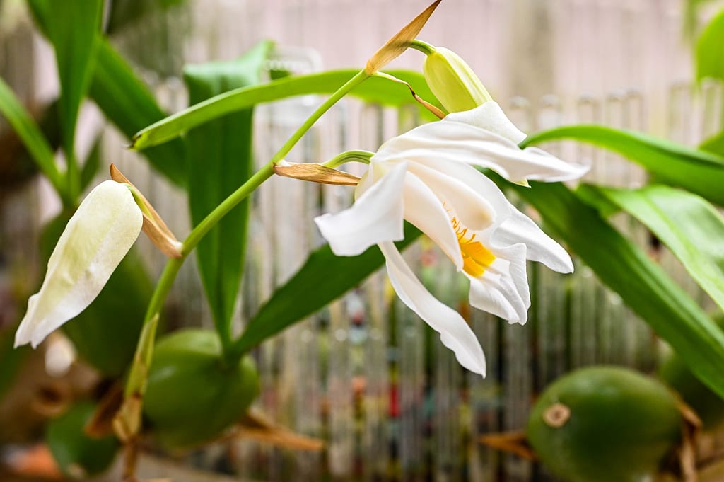 Coelogyne cristata 2 Dsc 0086