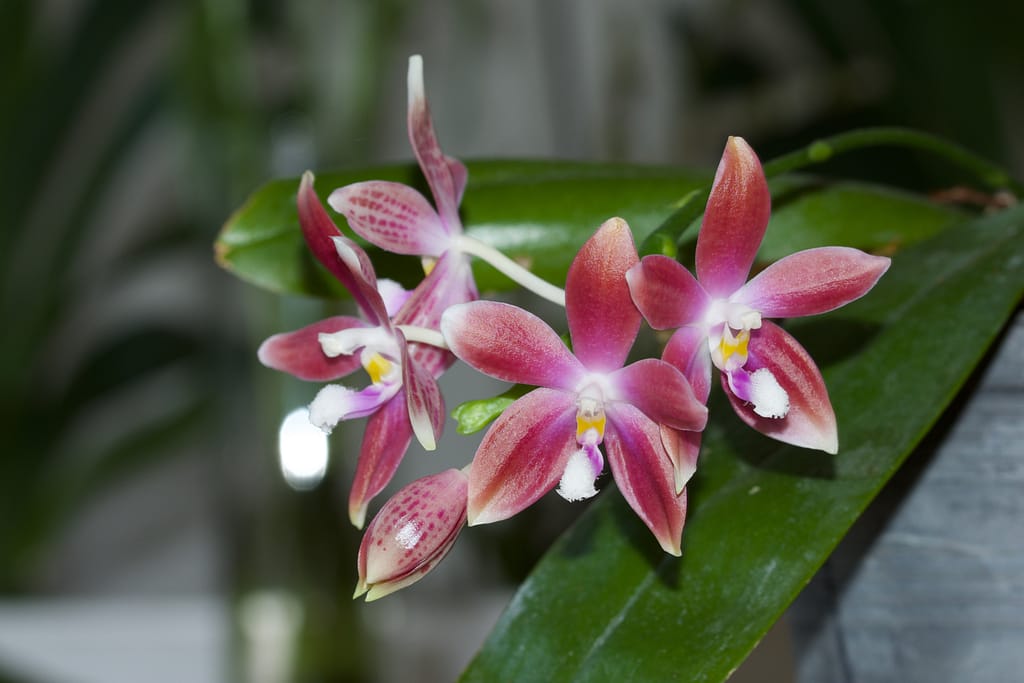 Phalaenopsis Almaho 4 BVO_5042