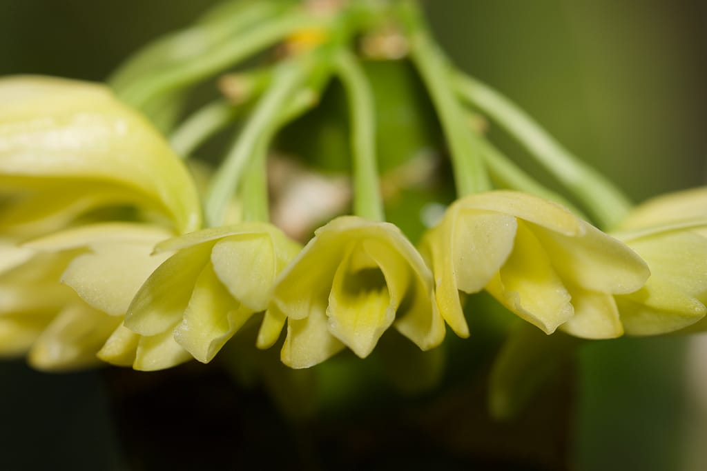 Dendrobium 17 BVO 5086