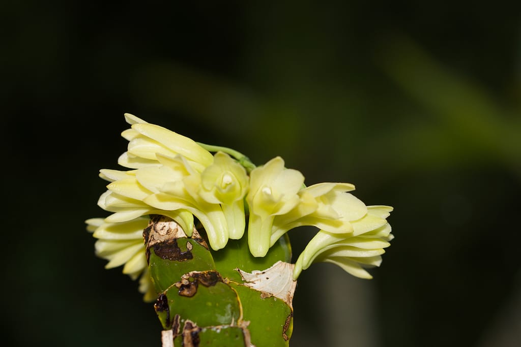 Dendrobium platycaulon 8 BVO_5087