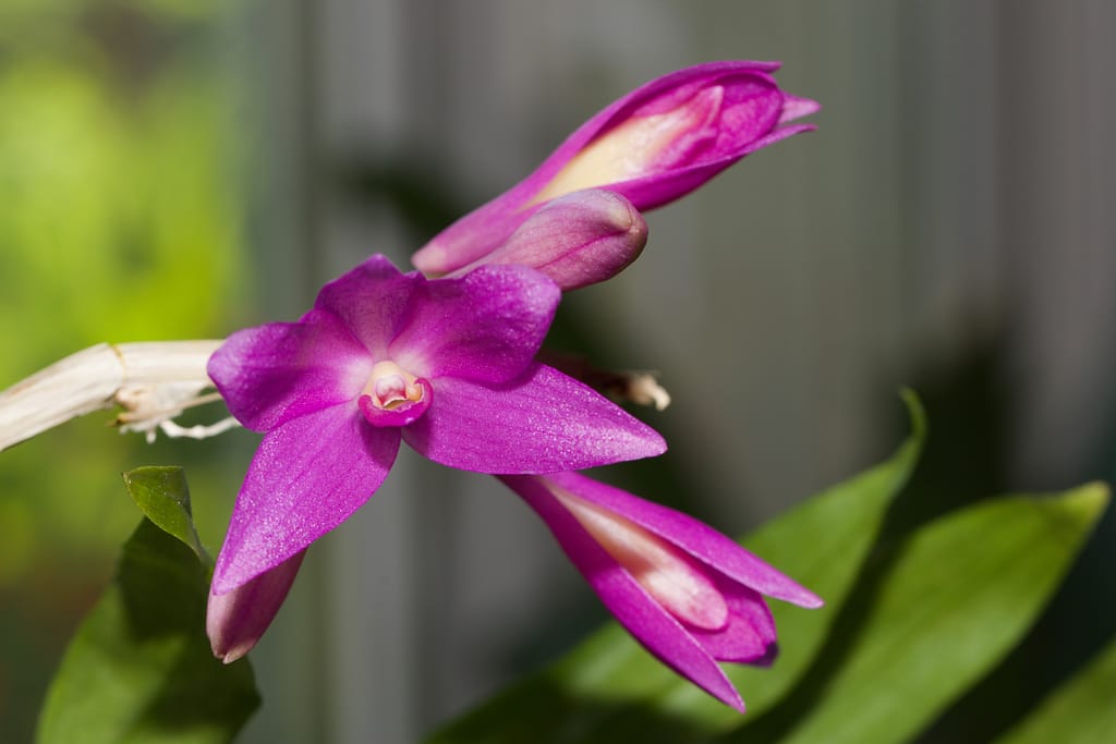 Fotogalerie 100 BVO 5135