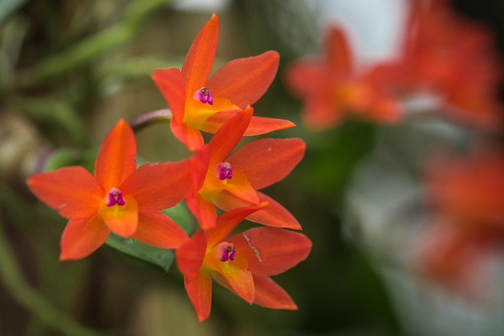 Hallo Orchideenfreunde! 52 DSC03585 2