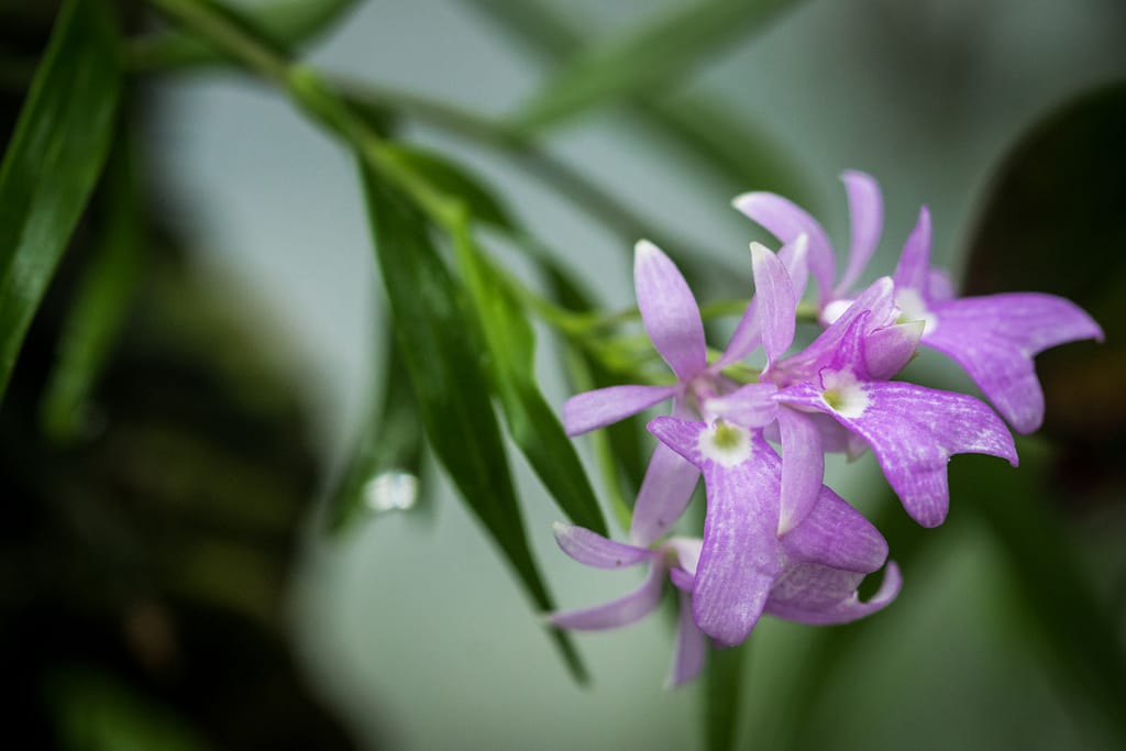 Hallo Orchideenfreunde! 51 DSC03587