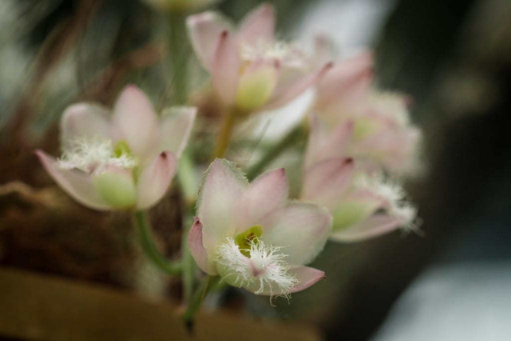Hallo Orchideenfreunde! 50 DSC03589