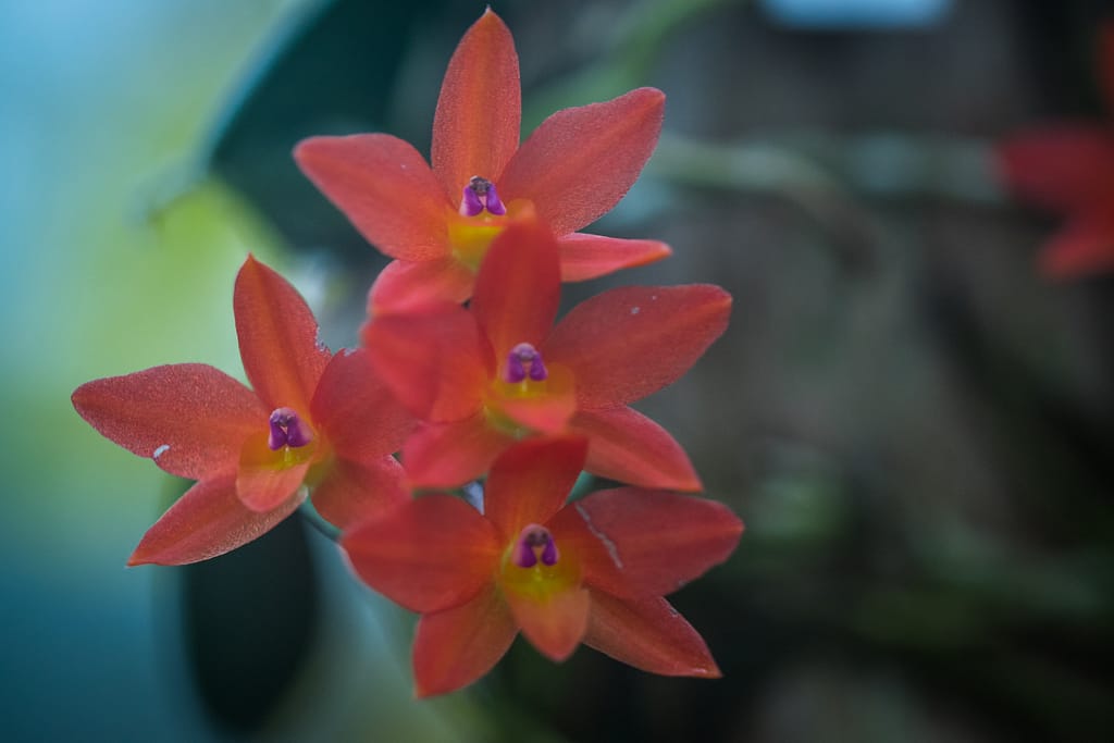 Hallo Orchideenfreunde! 49 DSC03594