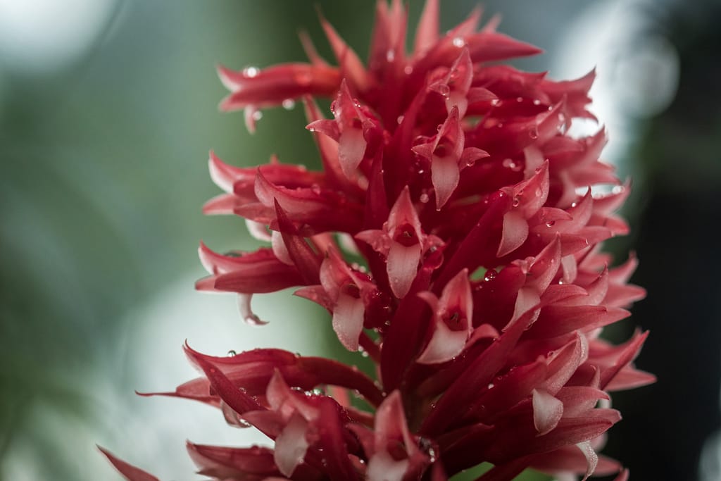 Hallo Orchideenfreunde! 48 DSC03597