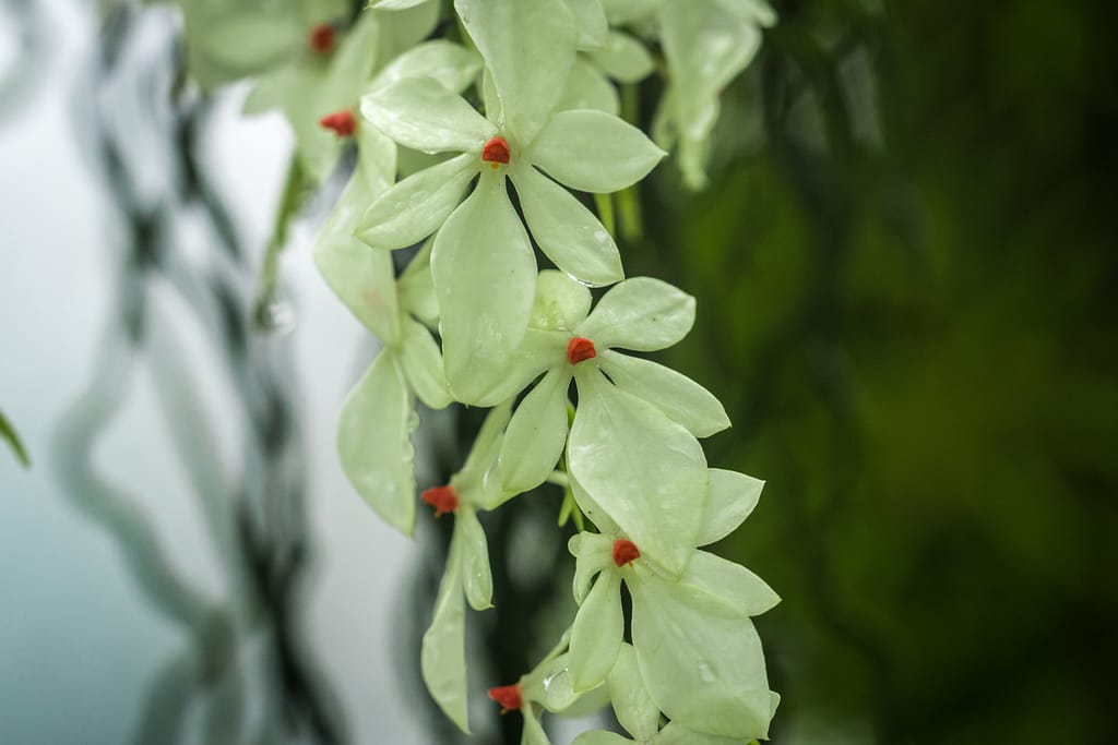 Hallo Orchideenfreunde! 47 DSC03602