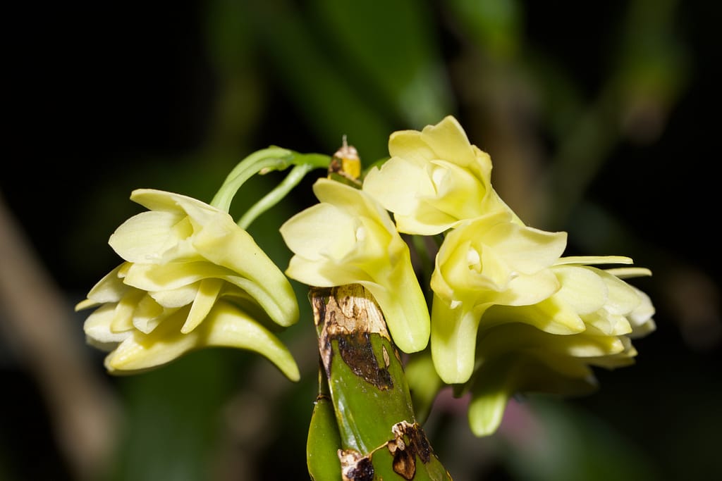 Dendrobium platycaulon 4 BVO_5111
