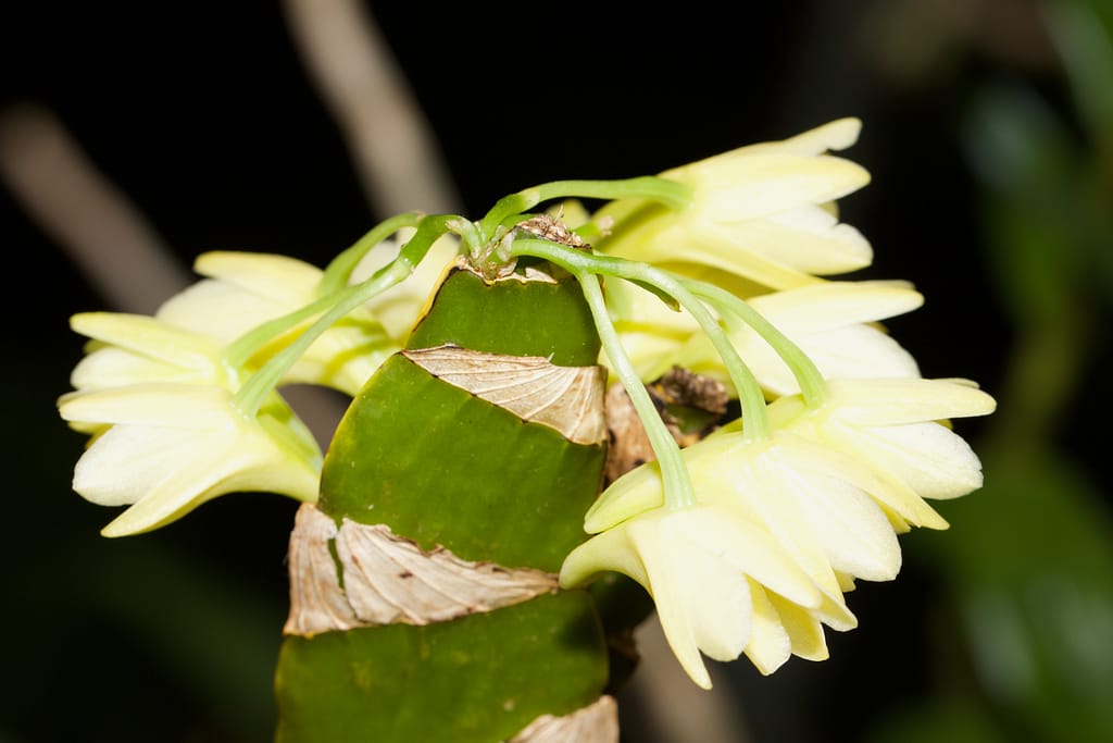 Dendrobium platycaulon 2 BVO_5114