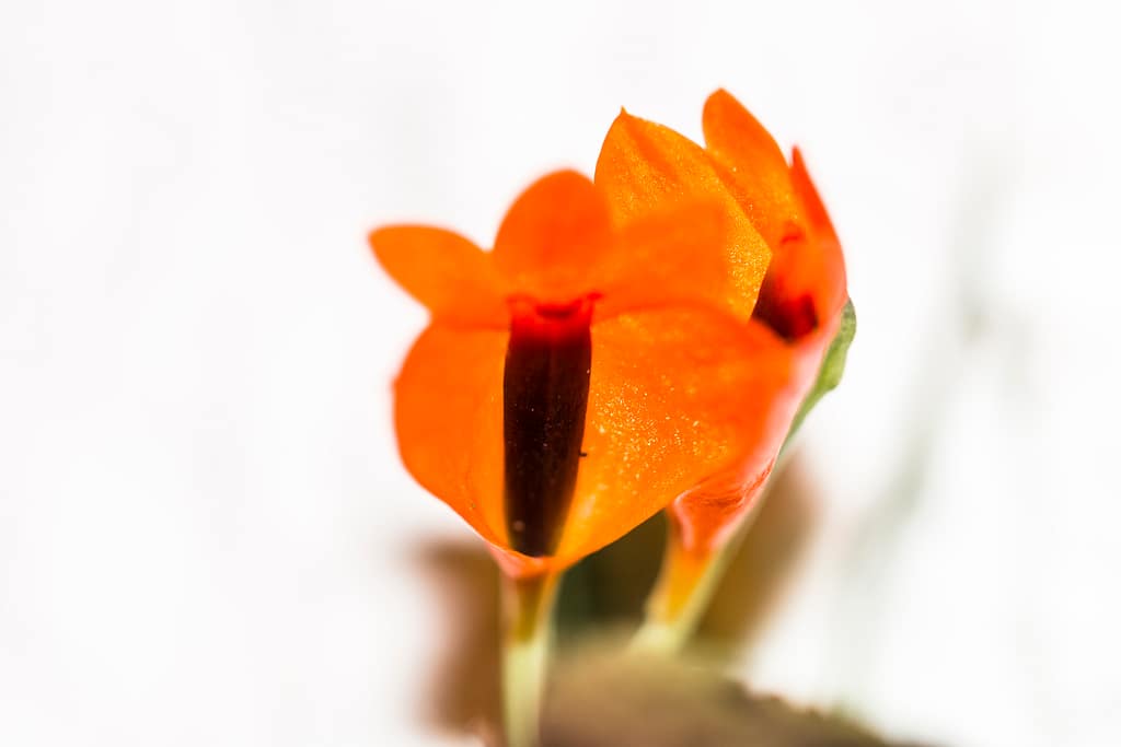 Dendrobium vexillarius 7 DSC07367