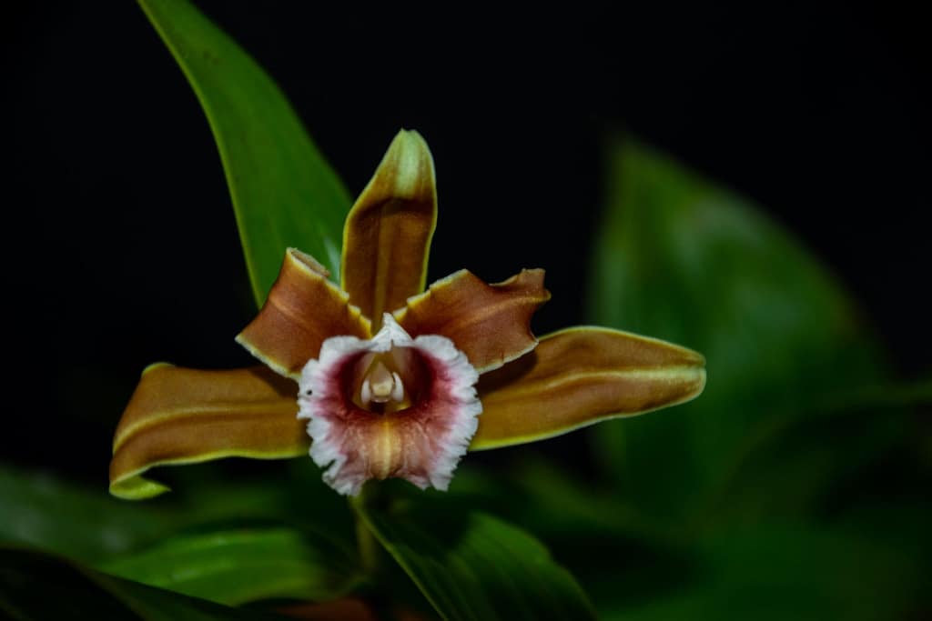 Sobralia atropubescens 3 BVO_7254