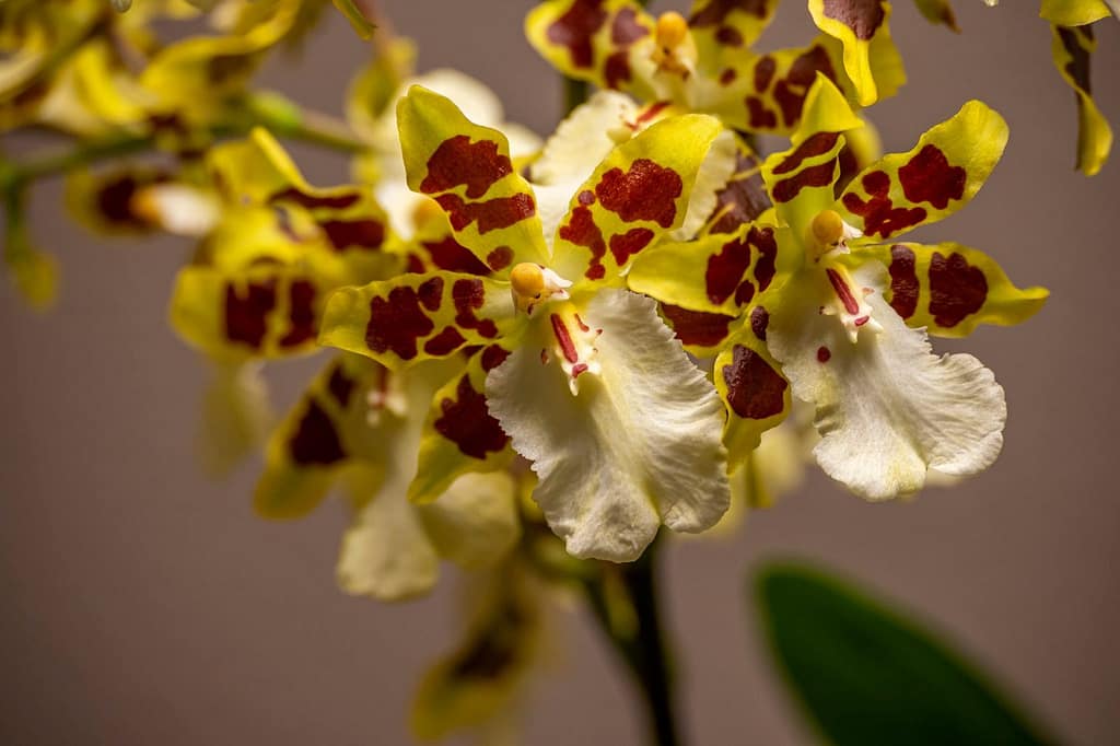 Colmanara Wildcat 'White lip' 4 Colmanara Wildcat 'White lip' 2