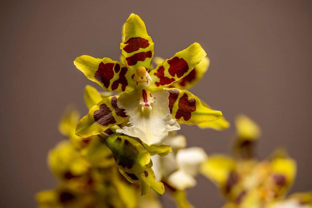 Colmanara Wildcat 'White lip' 3 Colmanara Wildcat 'White lip' 3