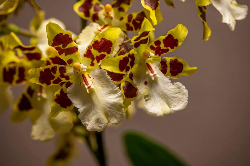 Colmanara Wildcat 'White lip' 2 Colmanara Wildcat 'White lip' 4