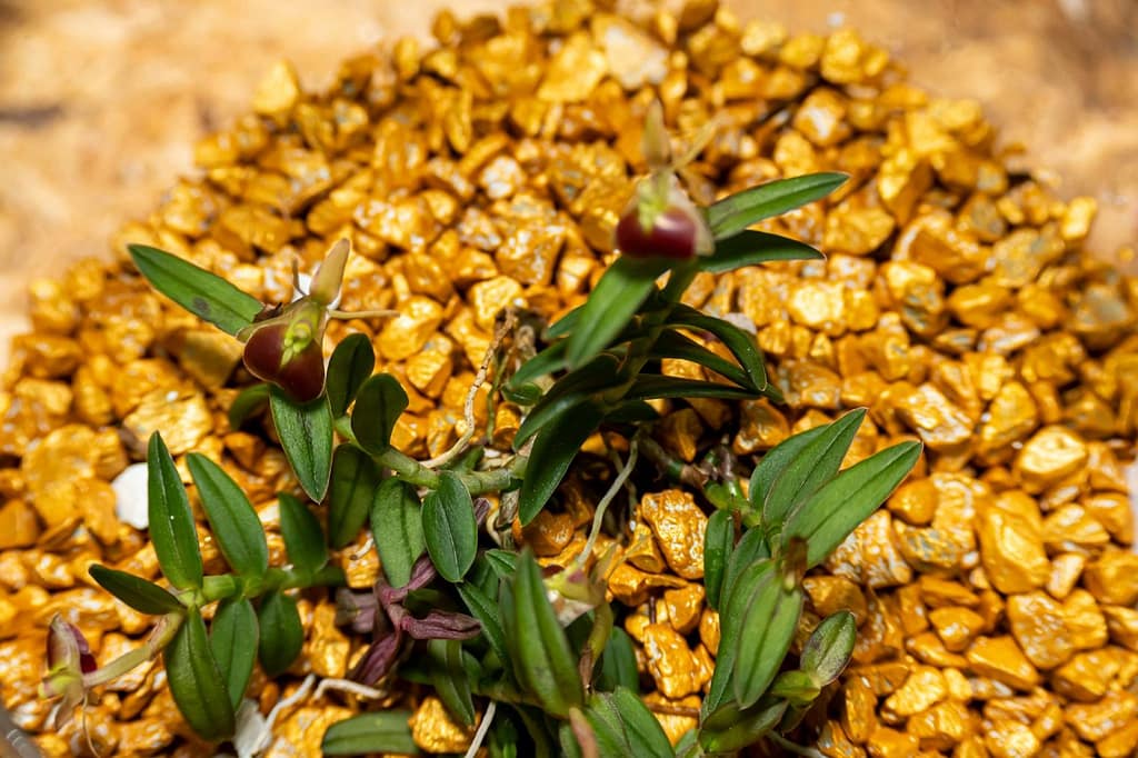 Epidendrum porpax 2 Epidendrum porpax 1