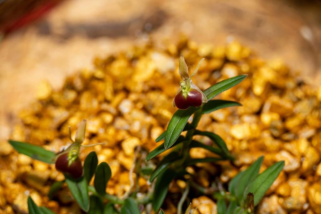 Epidendrum porpax 10 Epidendrum porpax 2