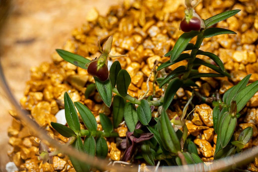 Epidendrum porpax 9 Epidendrum porpax 3