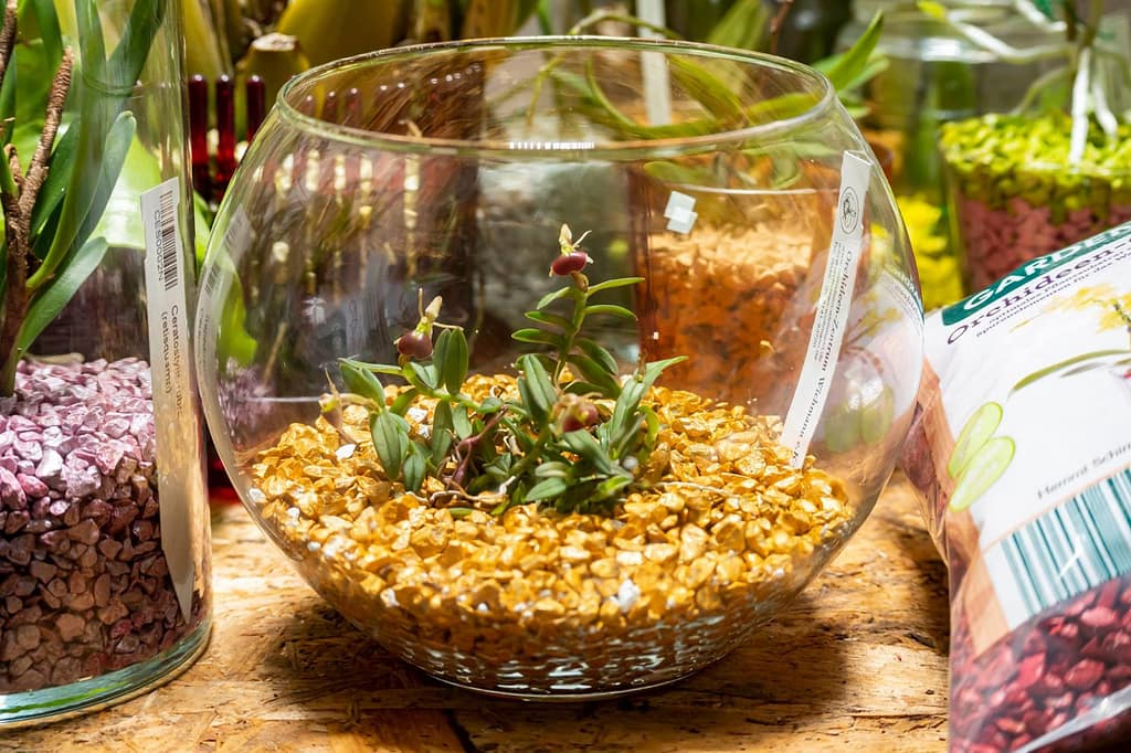 Epidendrum porpax 6 Epidendrum porpax 6