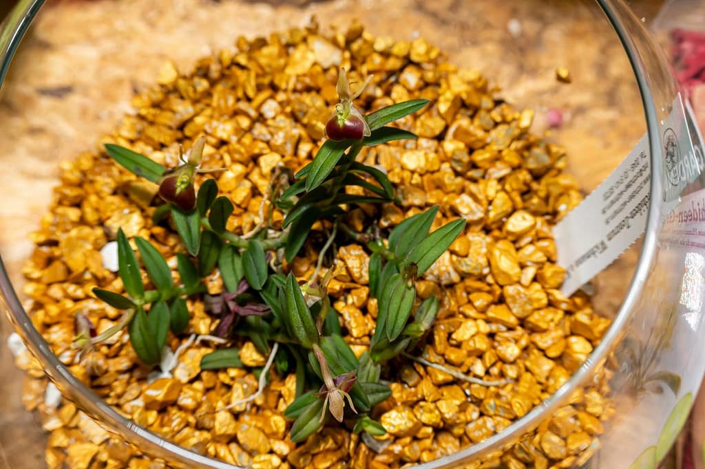 Epidendrum porpax 5 Epidendrum porpax 7