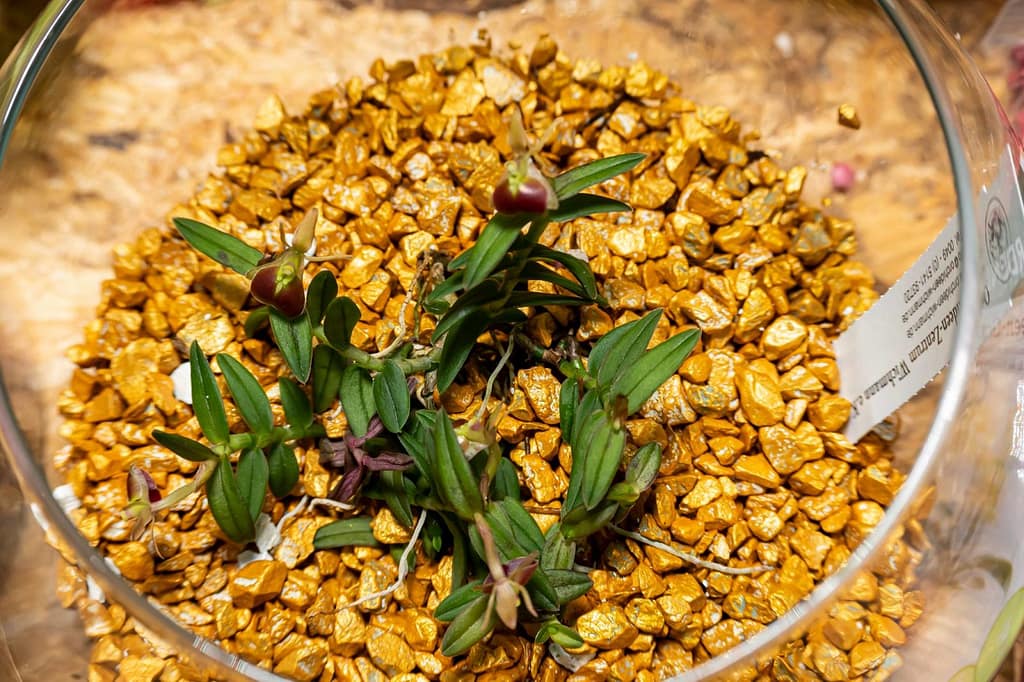 Epidendrum porpax 4 Epidendrum porpax 8