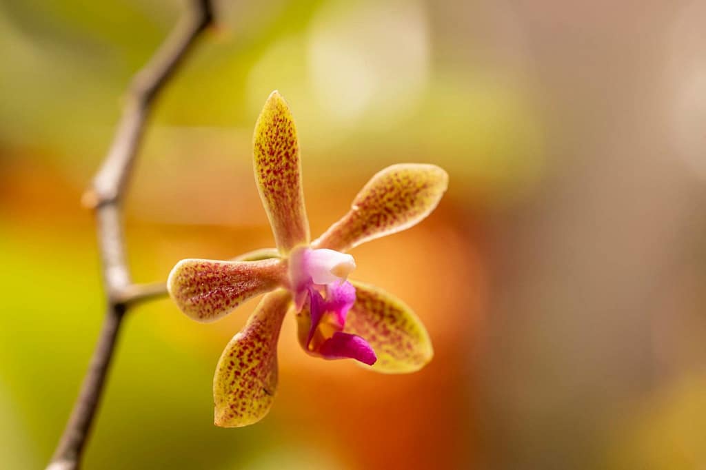 Phalaenopsis maculata x Phalaenopsis honghenensis 3 Phalaenopsis maculata x Phalaenopsis honghenensis 2