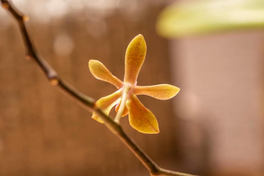 Phalaenopsis maculata x Phalaenopsis honghenensis 2 Phalaenopsis maculata x Phalaenopsis honghenensis 3