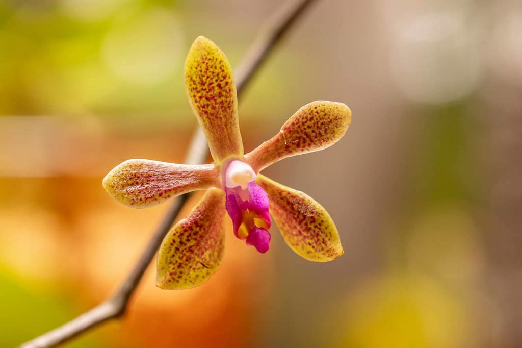 Phalaenopsis maculata x Phalaenopsis honghenensis 4 Phalaenopsis maculata x Phalaenopsis honghenensis