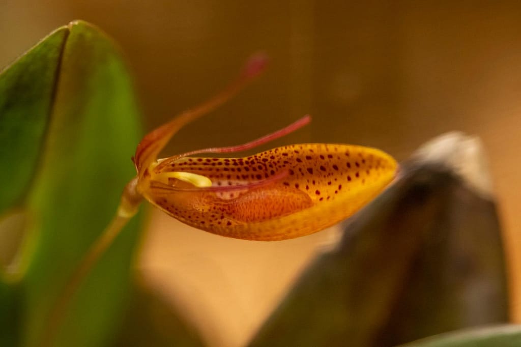 Restrepia mohrii 6 Restrepia mohrii 2