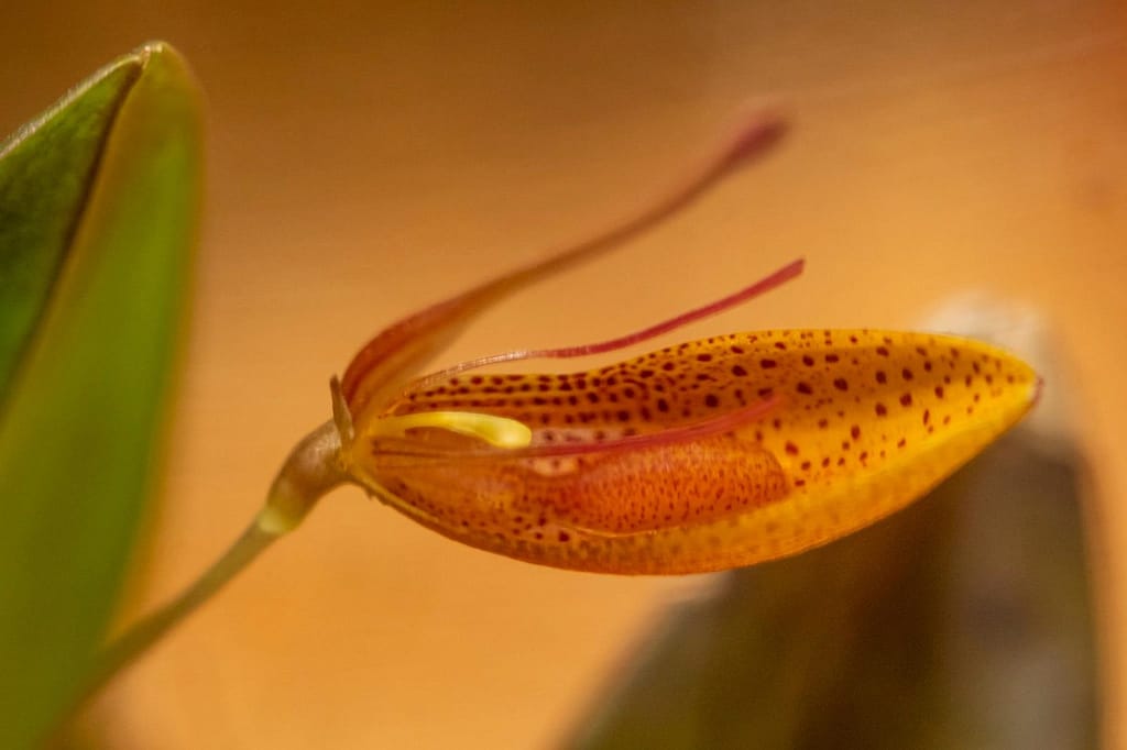Restrepia mohrii 5 Restrepia mohrii 3
