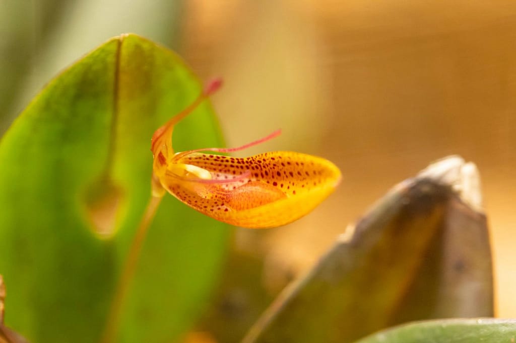 Restrepia mohrii 4 Restrepia mohrii 4