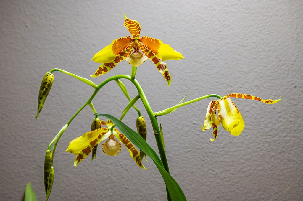 Rossioglossum Rawdon Jester 'Münchner Kindl' 5 Rossioglossum Rawdon Jester 2